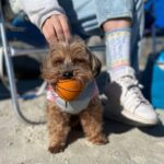 WhatsApp Image 2023-09-27 at 11.54.41 AM WhatsApp Image 2023 09 27 at 11.54.41 AM