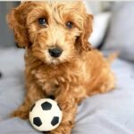 perlotas de goma perros 33 perlotas de goma perros 33