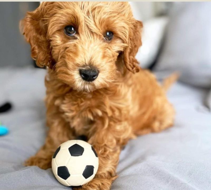 perlotas de goma perros 33 perlotas de goma perros 33