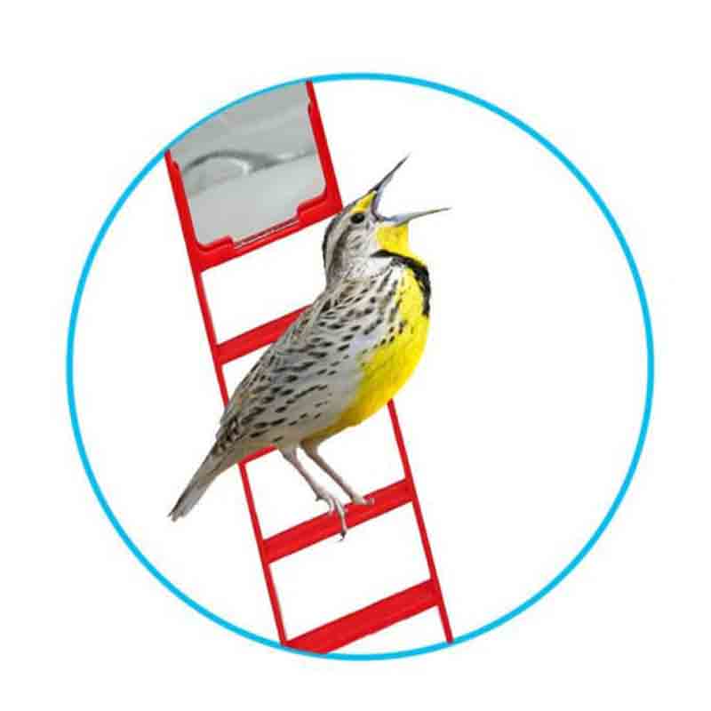 Juguete para Pájaros Escalera con espejo 20cm para jaula de pájaros. Divertida escalera con espejo  para estimular la actividad mental del pájar