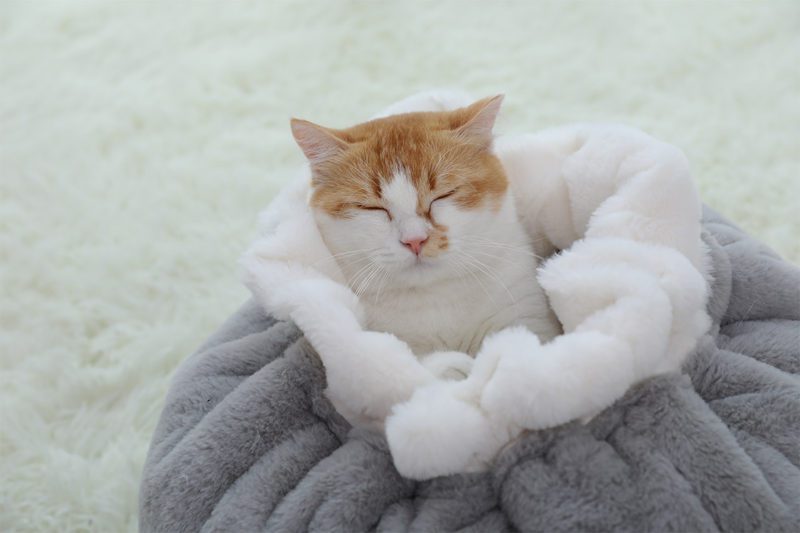 cama-escondite-2-2.jpg cama escondite 2 2