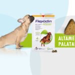 Suplemento alimenticio Flexadine SUPLEMENTO ALIMENTICIO Ayuda en el metabolismo de articulaciones de pacientes con osteoartritis. Certificados Especies de Destino