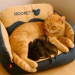 cama-para-perros-s cama para perros s